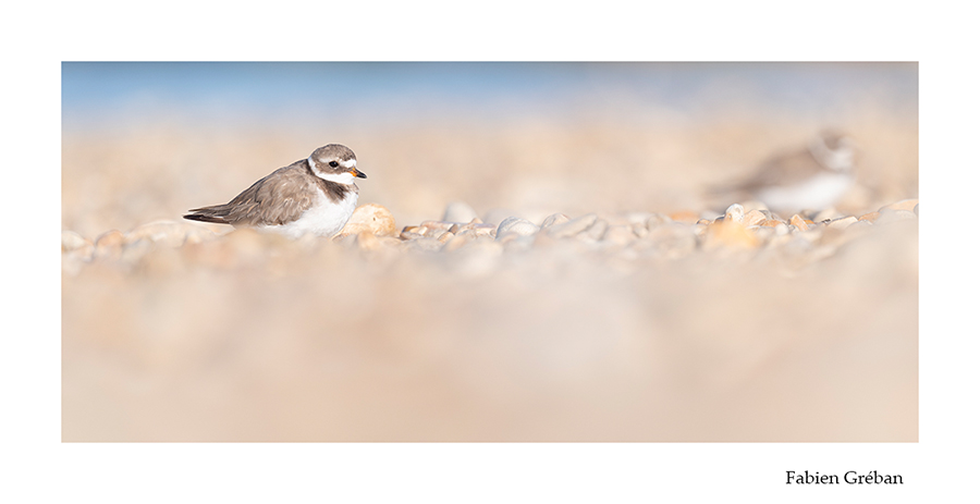 photo de grand gravelot juvenile sur la plage