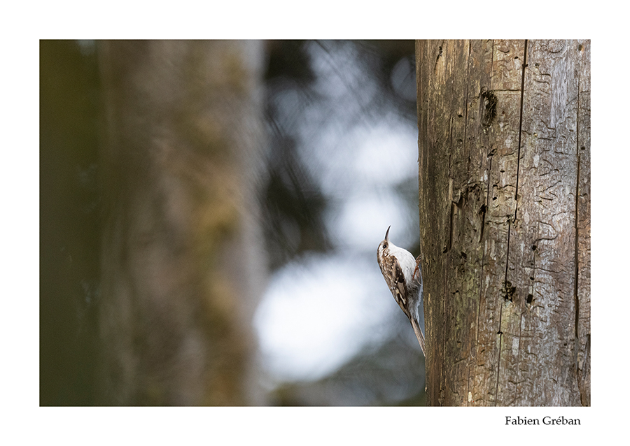 photo de grimpereau en foret