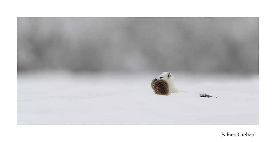 photo de hermine blanche du haut-doubs en hiver