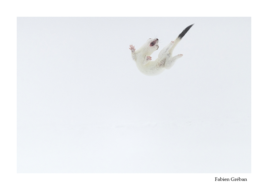 photo de hermine qui joue en hiver