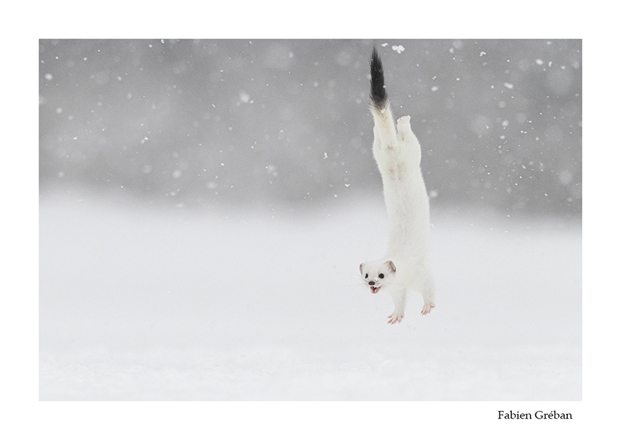 photo de hermine blanche en saut