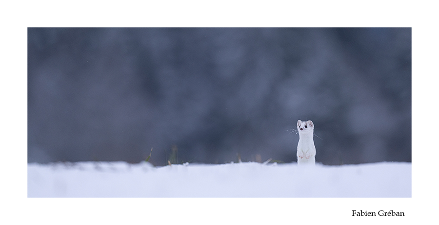 photo de hermine blanche en hiver 
