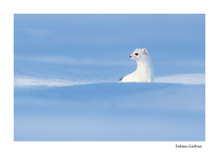 photo de hermine blanche en hiver