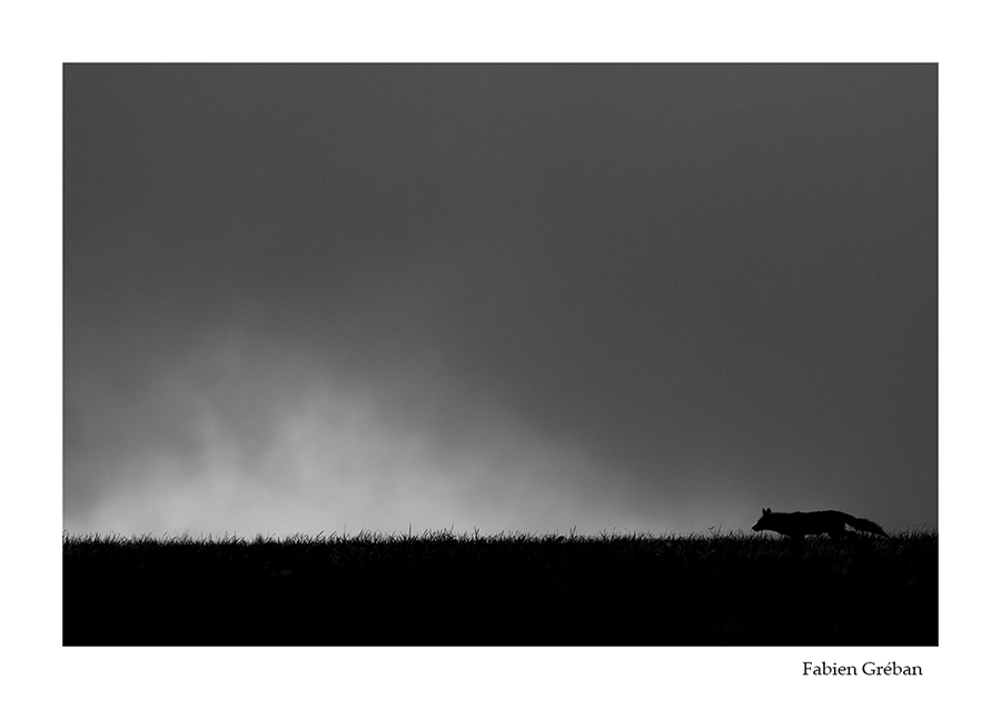 photo de renard roux apres l'orage