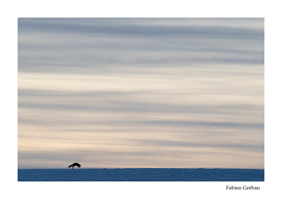 photo de renard qui mulote en hiver