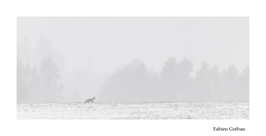 photo de renard dans un paysage enneigé du jura