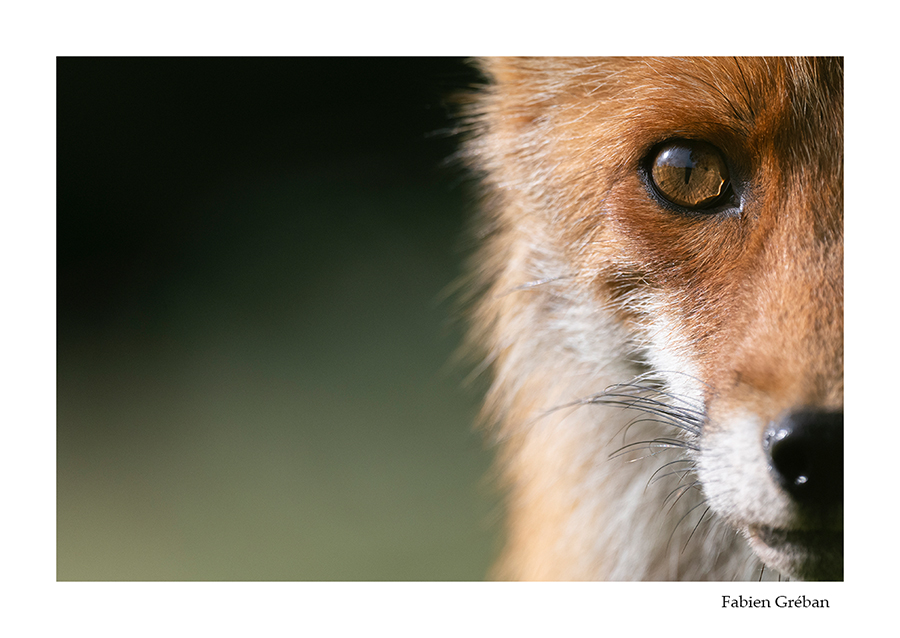 photo de renard en portrait