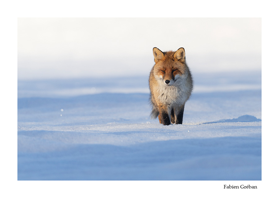 photo de renard en hiver