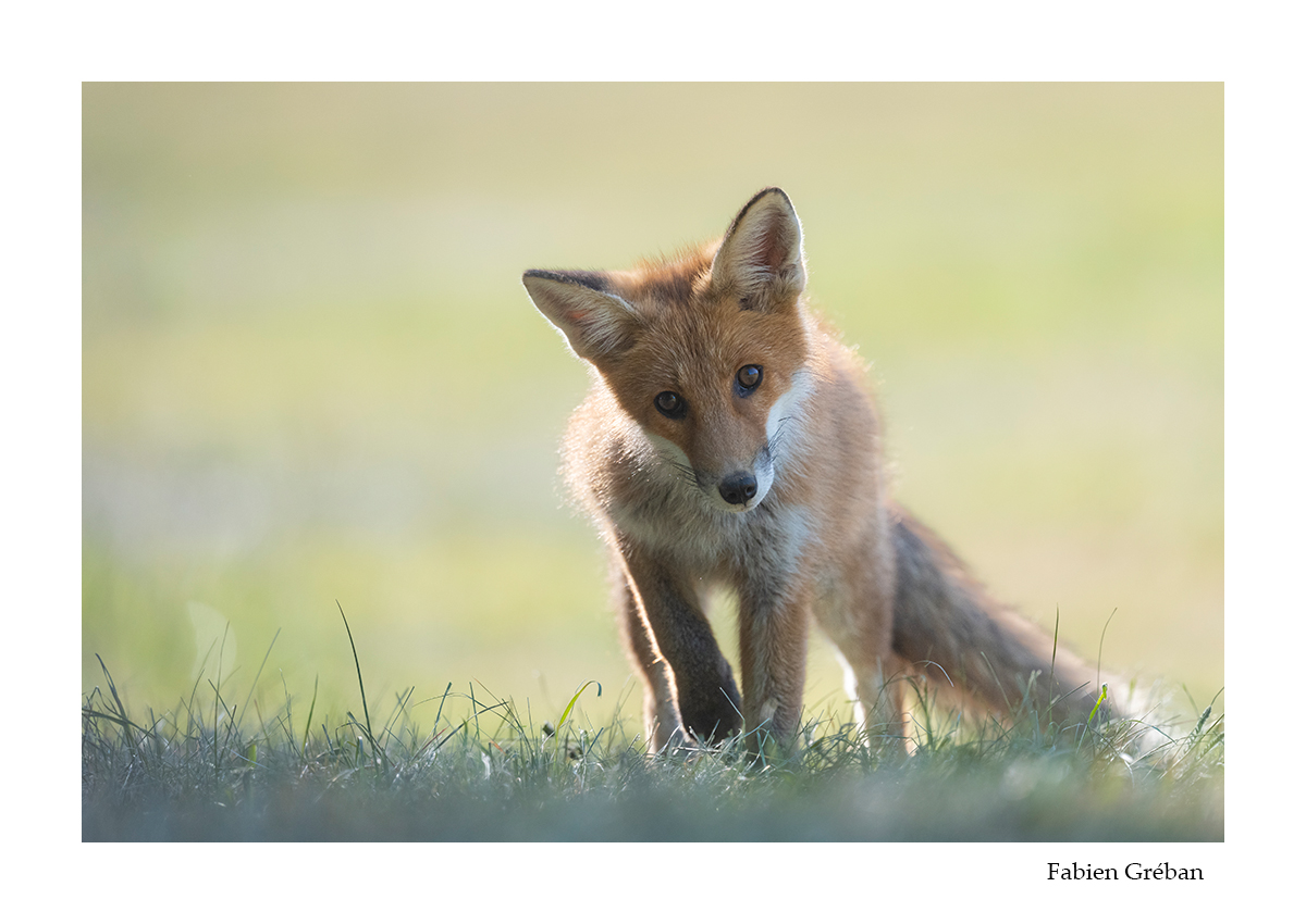 photo de renard roux qui apprend  se nourrir