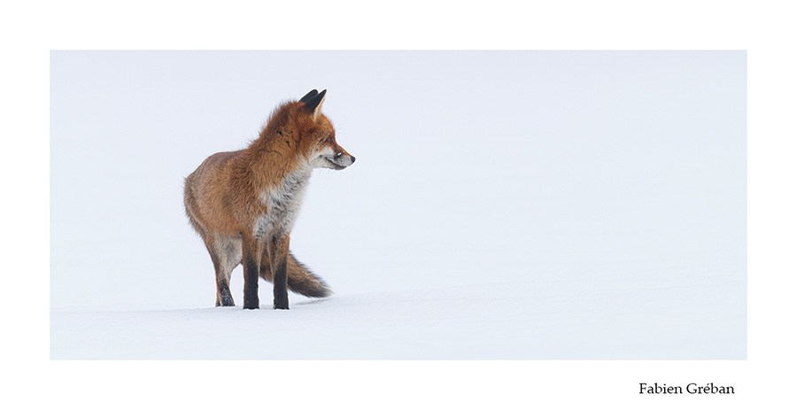 photo de renard en hiver