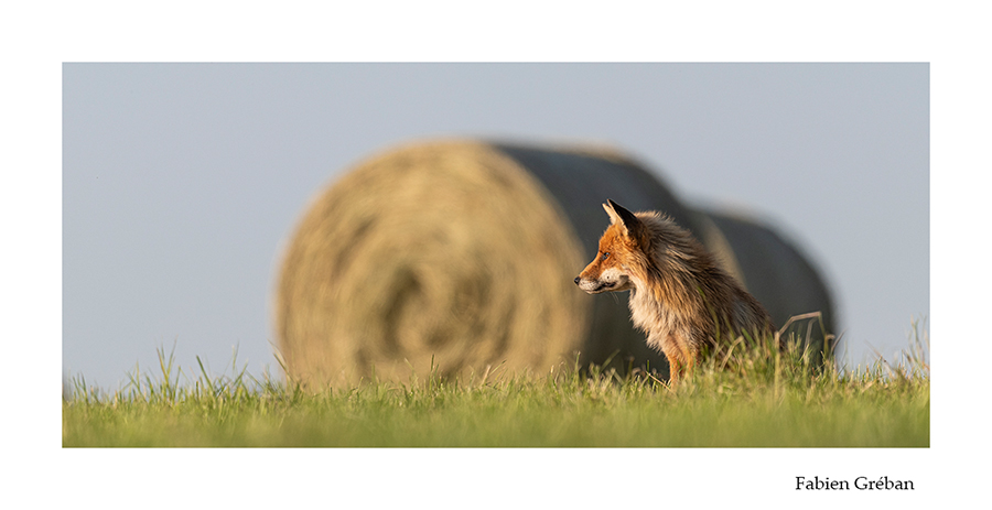 photo de renard roux