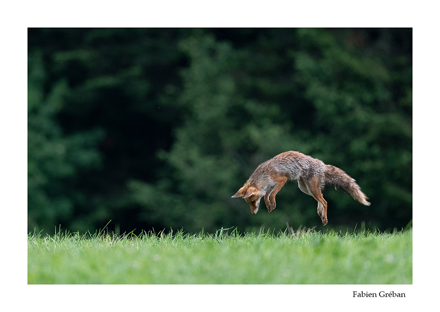 photo de renard roux qui mulotte