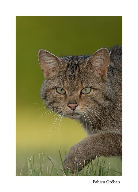 photo de chat forestier en portrait