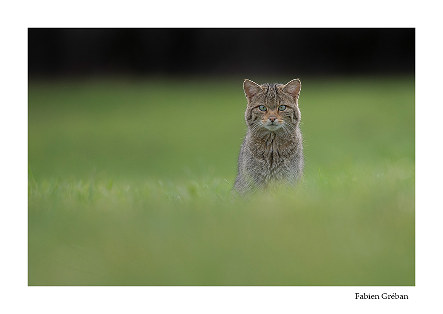 photo de chat forestier  