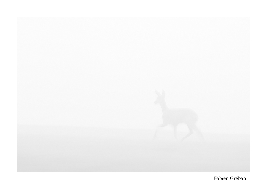 photo de chevreuil dans le brouillard en high key