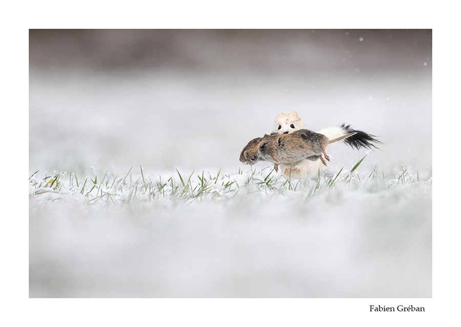 photo d'hermine qui chasse dans la neige 