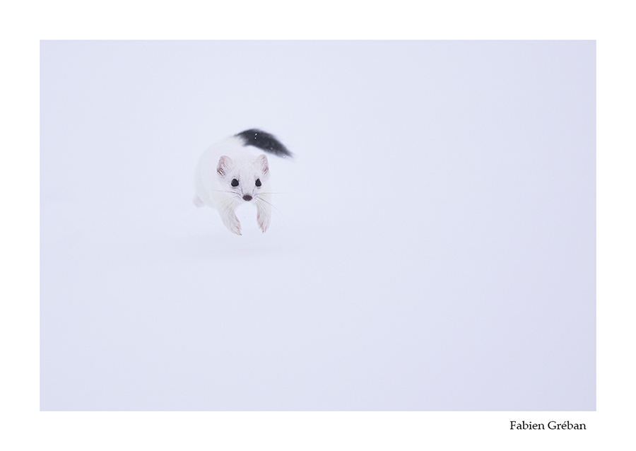 photo de hermine qui plonge dans la neige 