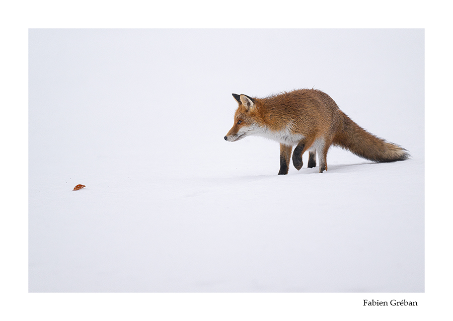 photo de renard qui chasse dans la neige 