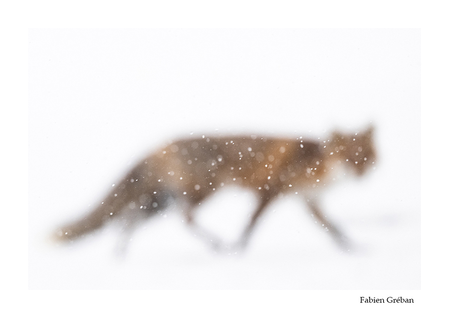photo floue  de renard qui chasse dans la neige 
