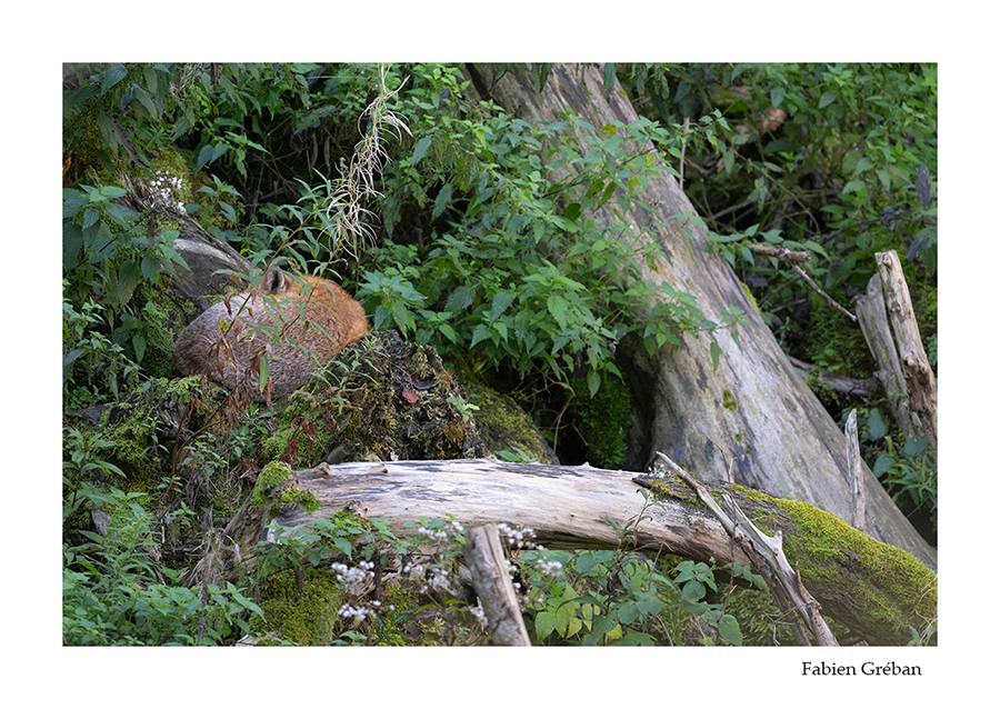 photo d'un renard qui dort 