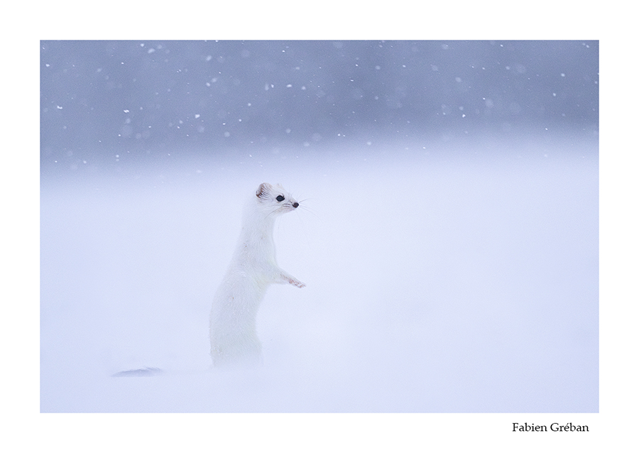 photo d'hermine dans la prairie enneige 