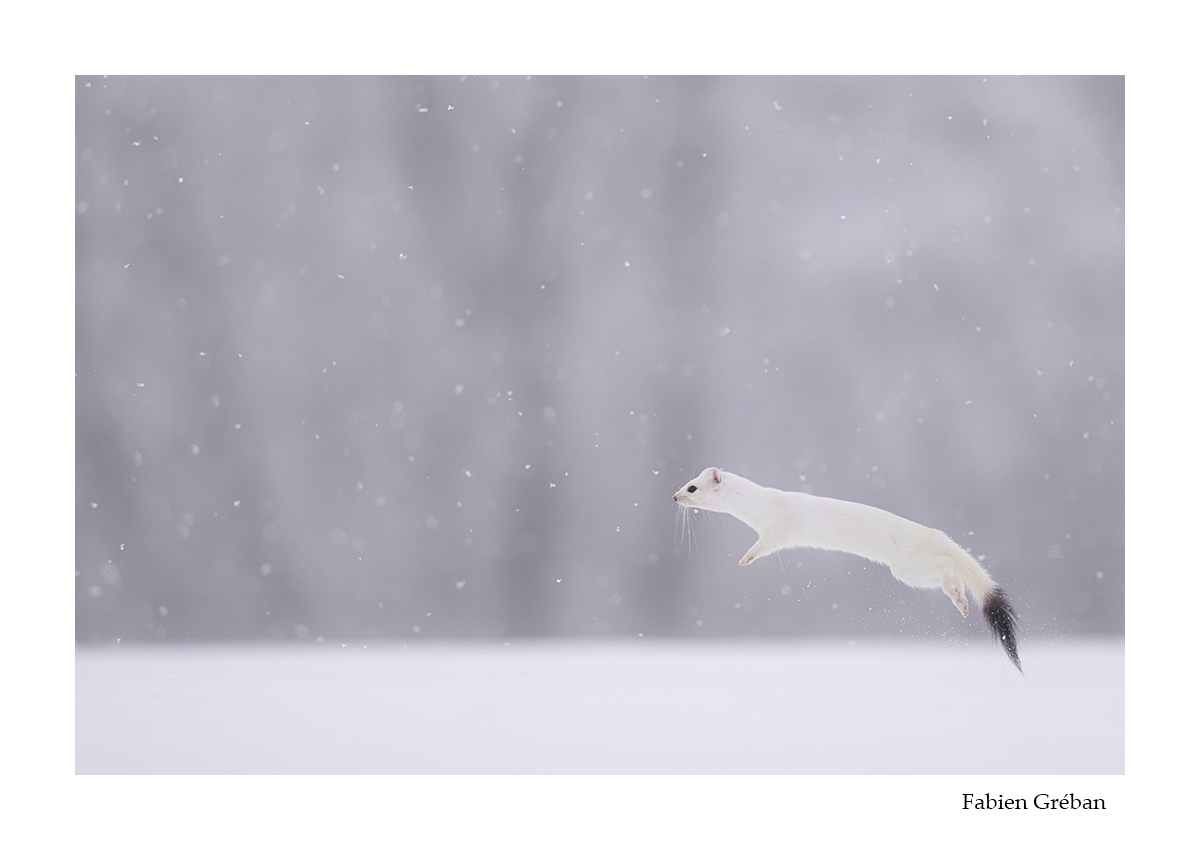 photo d'hermine en saut dans la prairie enneige 