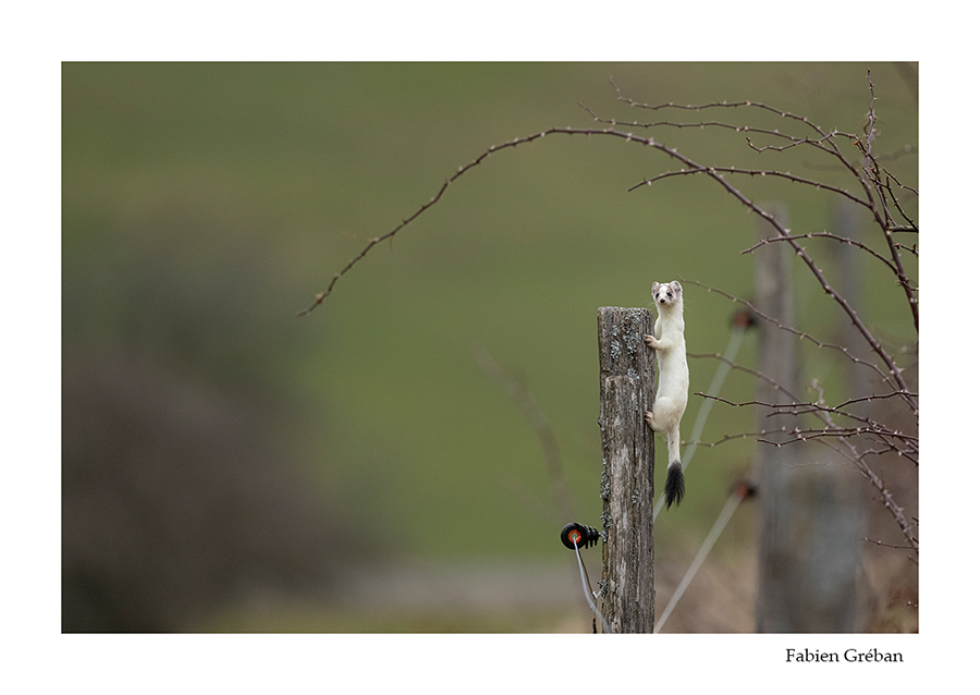 photo d'hermine blanche qui grimpe sur un piquet 