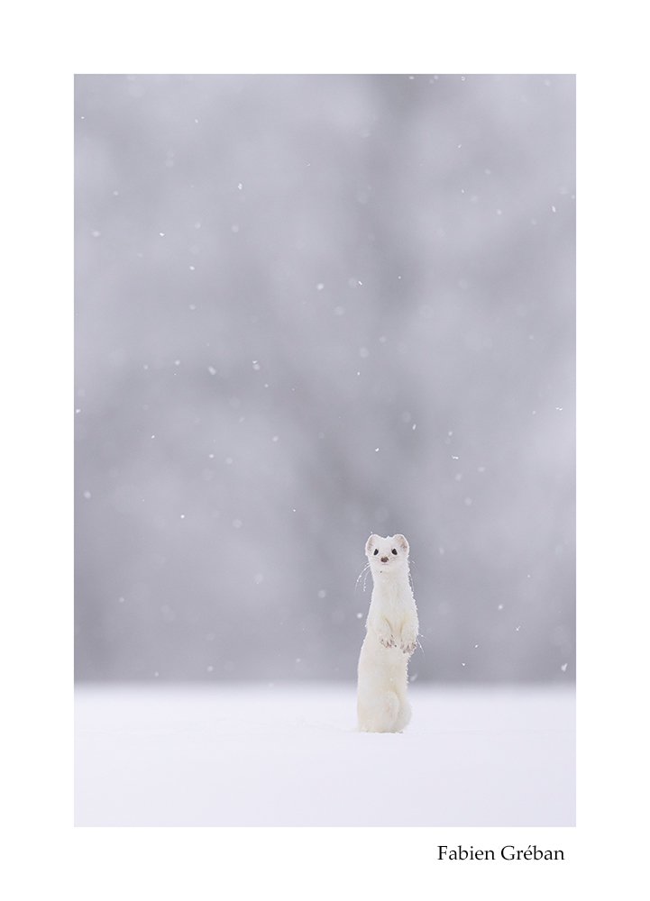 photo d'hermine sous les flocons dans la prairie enneige 