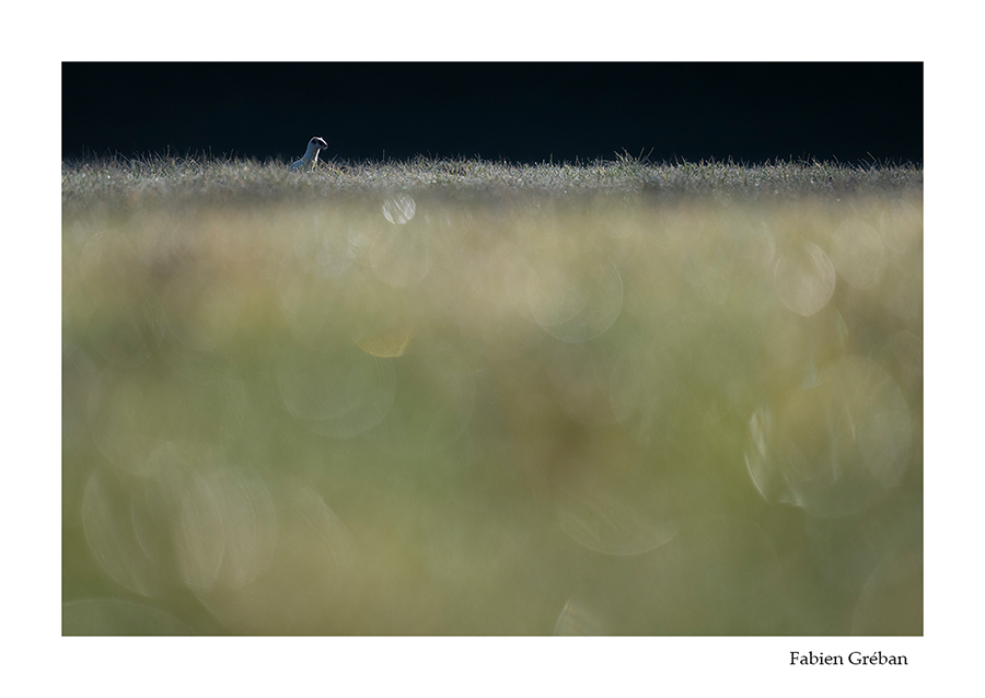 photo d'hermine blanche dans les flares 