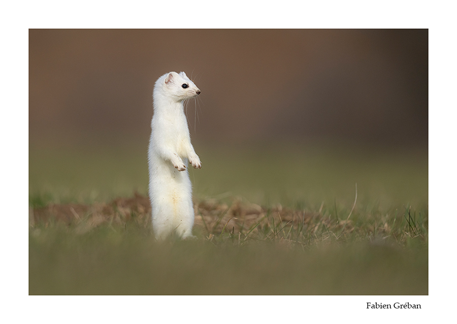 photo d'hermine blanche dans une prairie verte 