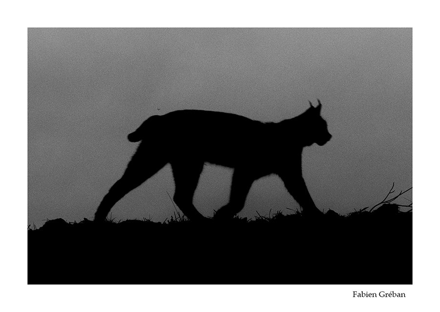 photo de lynx dans la nuit 