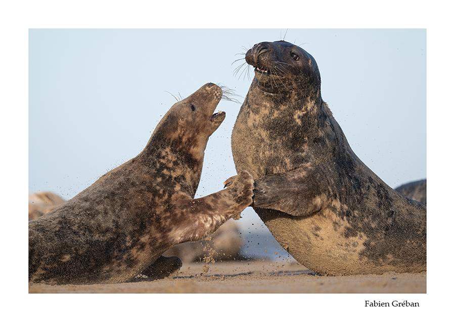 photo de phoques qui se battent sur une plage de la cte d'opale 