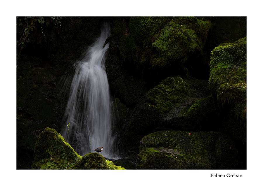 photo de cincle plongeur en pose longue