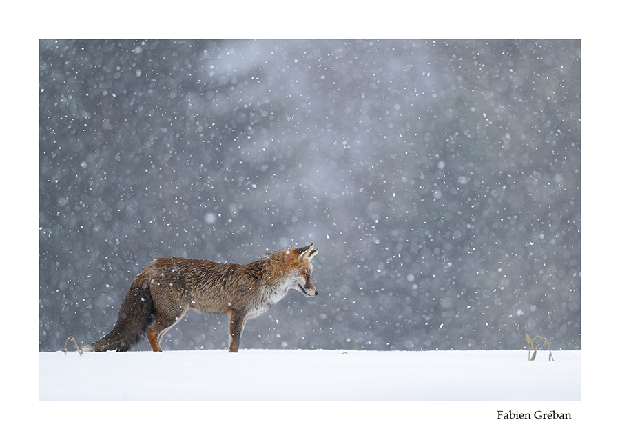 photo de renard roux sous la neige