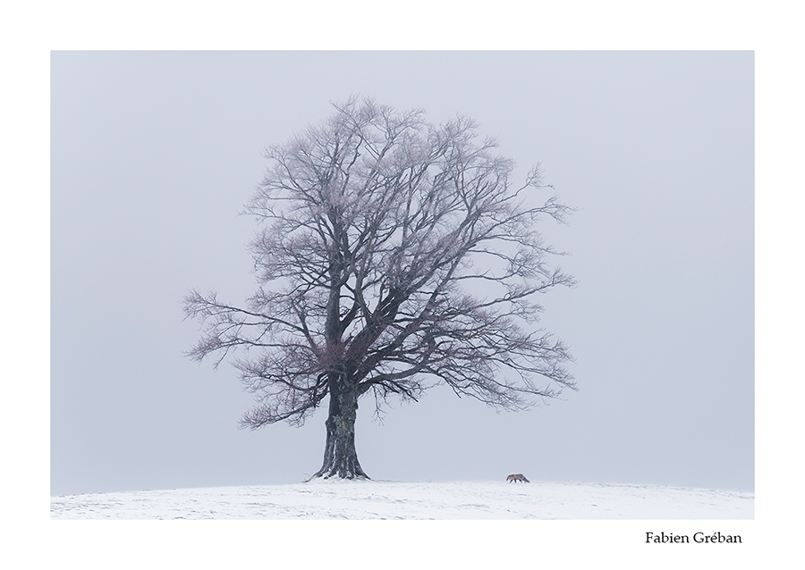 photo de renard du concours lowland 