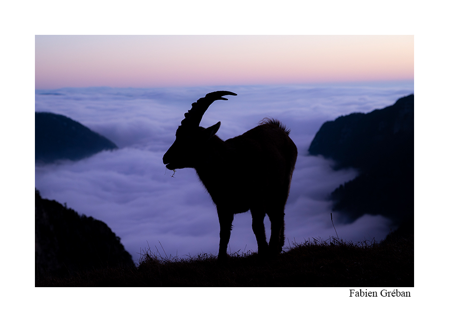 photo d'un bouquetin sur un sommet au lever du jour