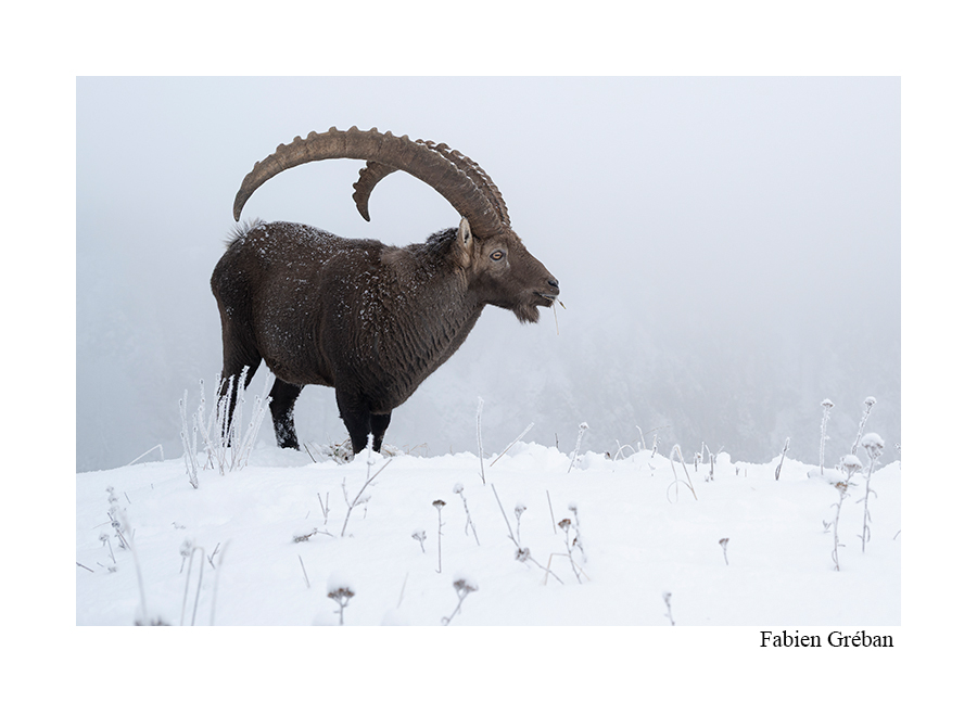 photo d'un grand mâme bouquetin dans la neige