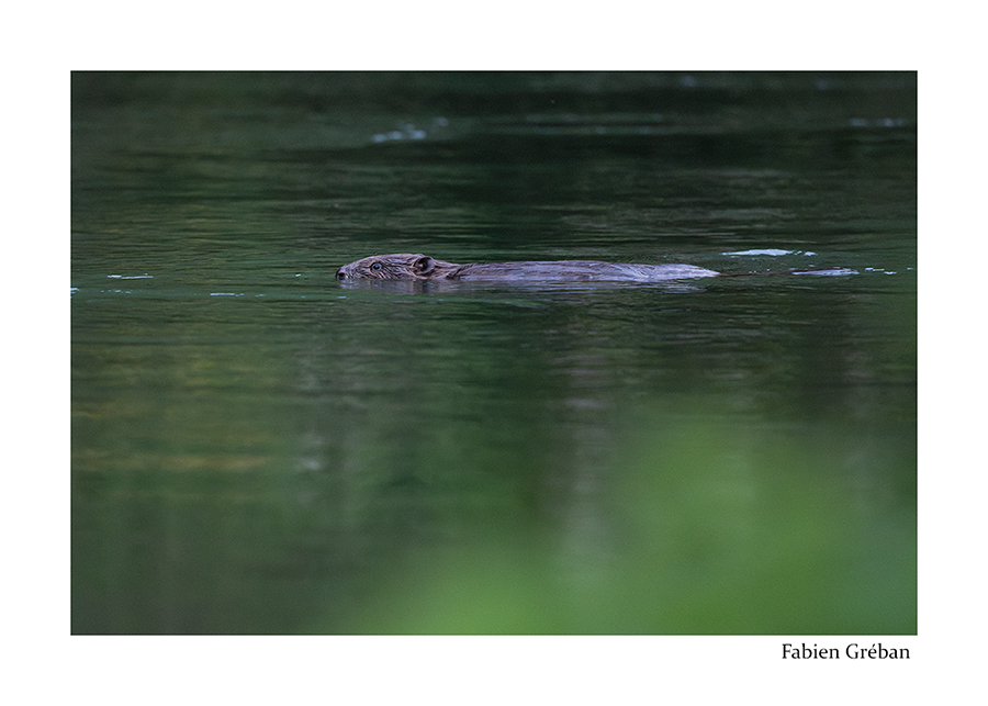 photo de castor sur la rivire