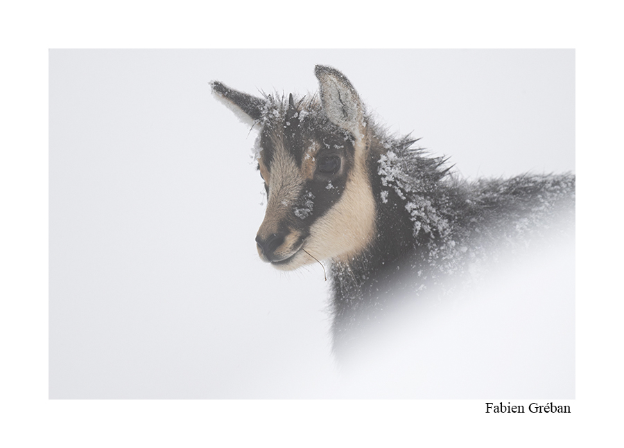 photo d'un jeune chamois dans la neige