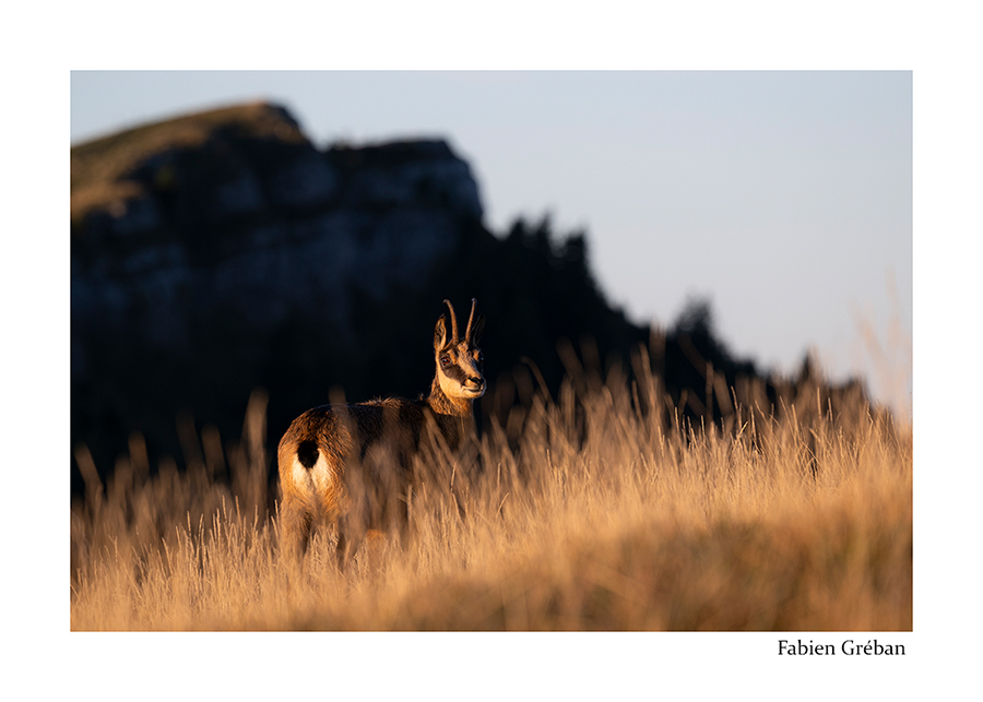 photo de chamois sur les crêtes du jura