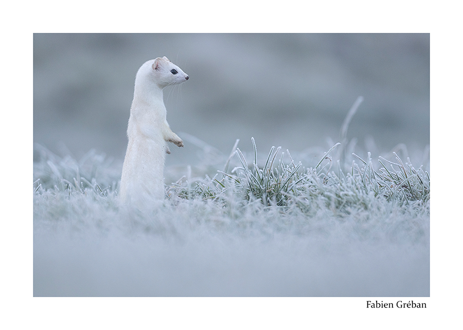 photo de hermine dans l'herbe givre 