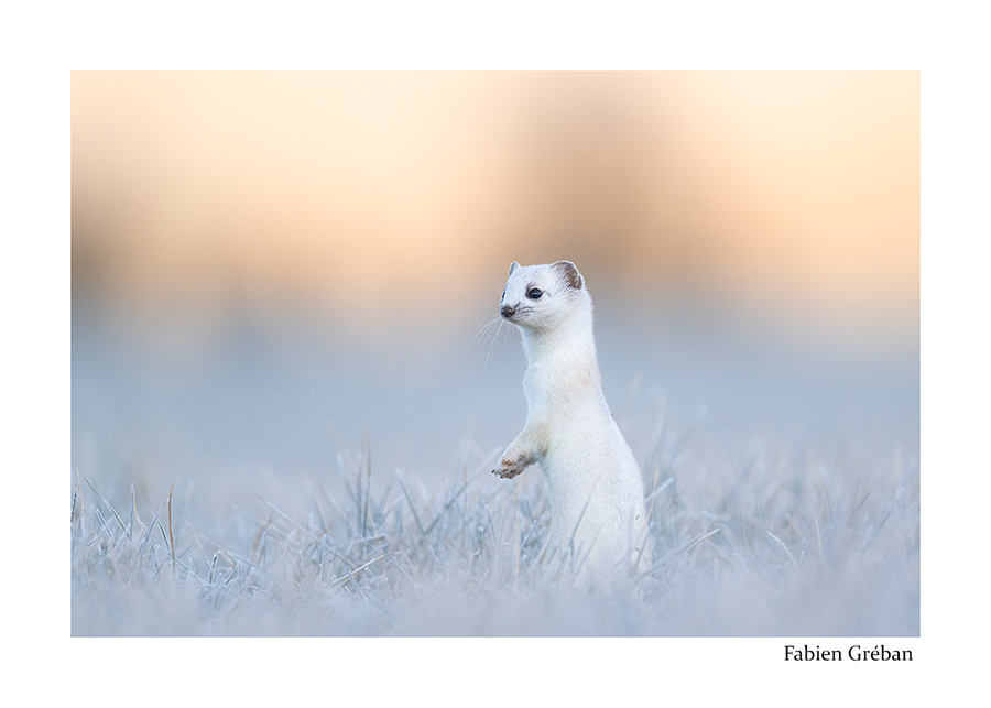 photo d'une hermine dans une prairie gele