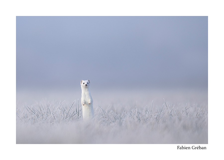 photo d'une hermine dans une prairie givre 