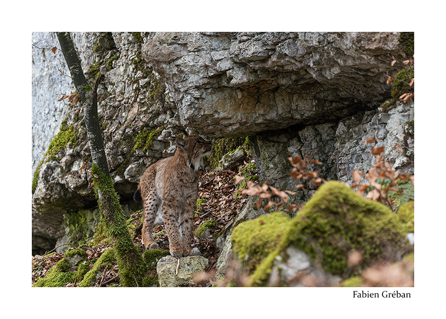 photo d'une hermine dans une prairie gele