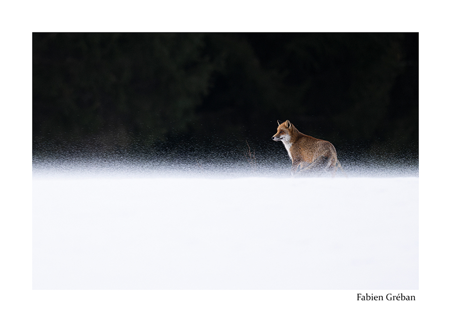 photo de renard dans la tempte en hiver 