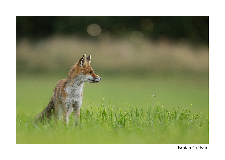 photo de renard dans la prairie