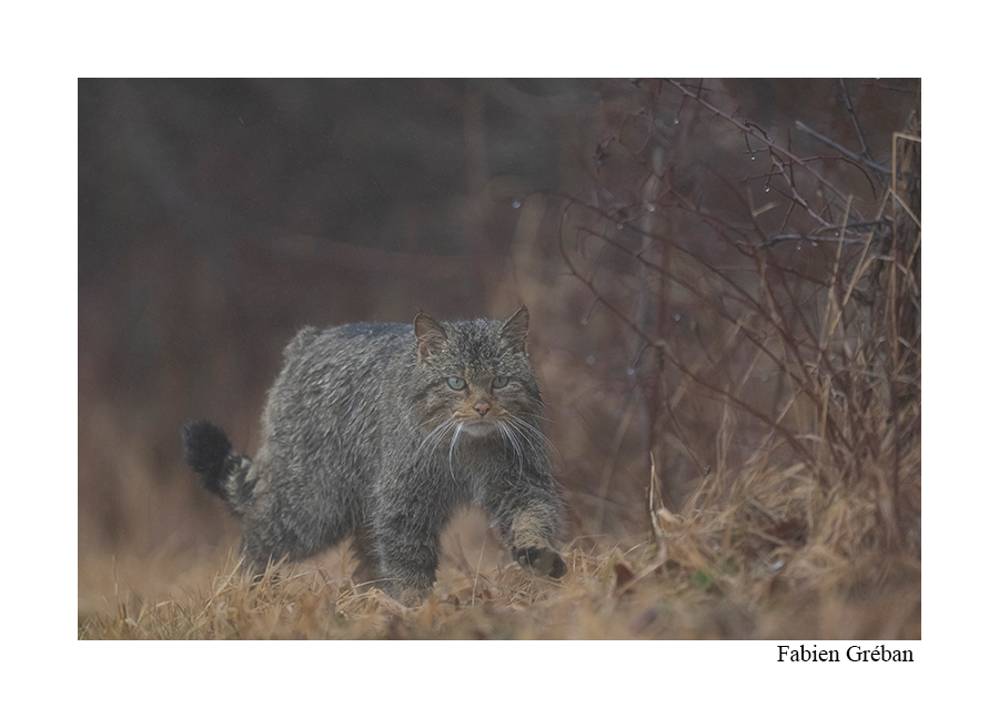 photo d'un chat forestier sous la pluie