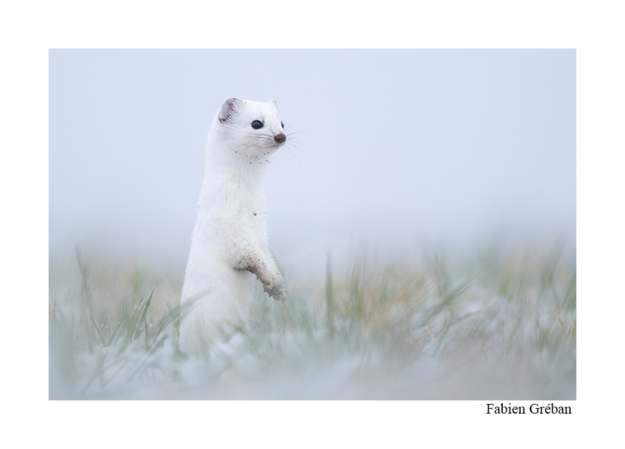 photo d'une hermine en chandelle