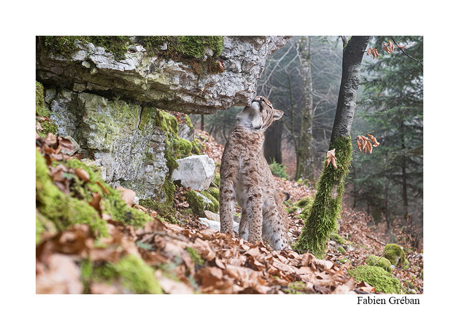photo d'un lynx sur une borne de marquage