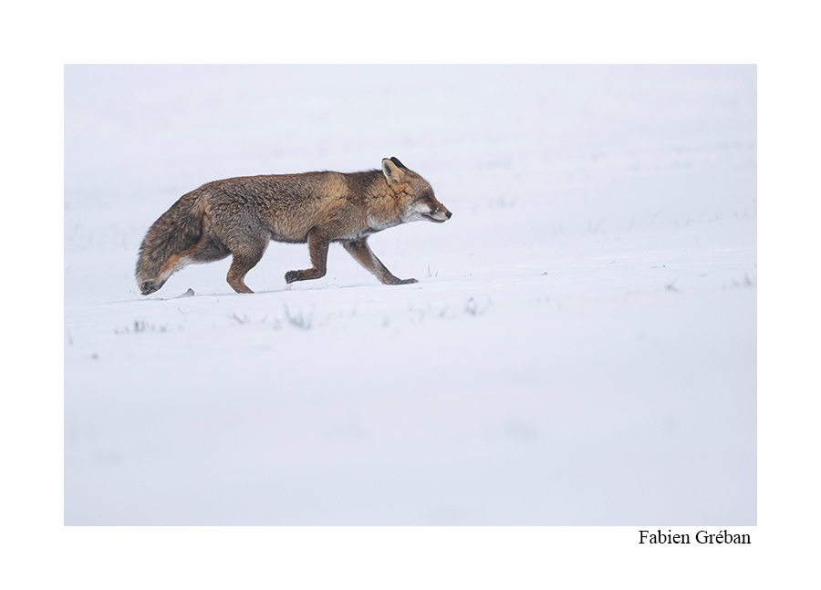 photo d'un renard dans une prairie enneigée
